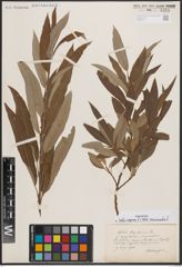 Foto von Salix caprea L. x Salix viminalis L.